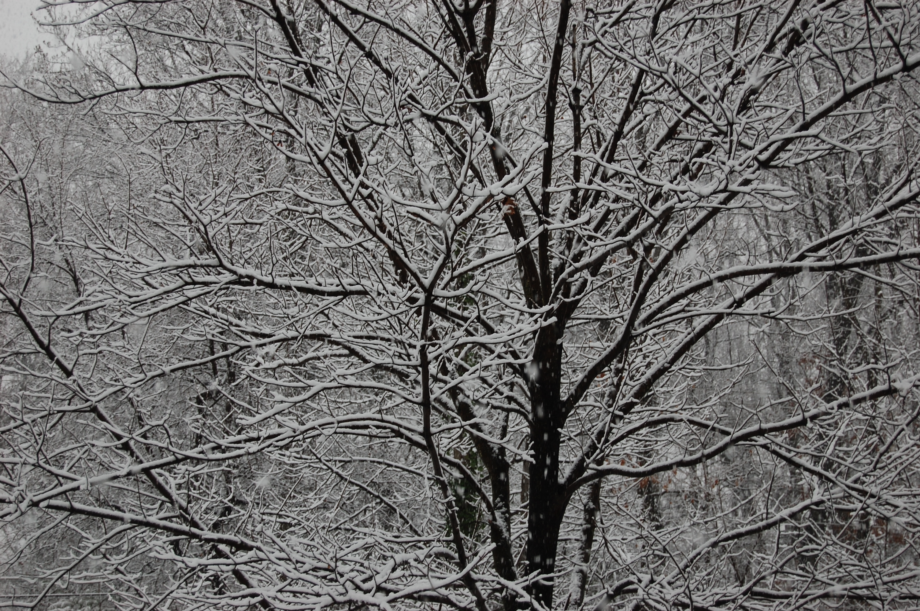 Icycle Trees: Photo by Sharon Burtner